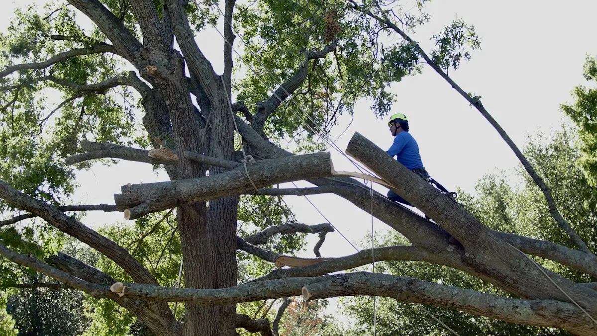 Professional Crown Thinning performed by certified arborists in Allenwood